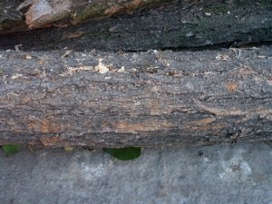 wood tree trunk  package textures CG Dokuları