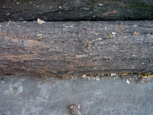 wood tree trunk  package textures CG Dokuları