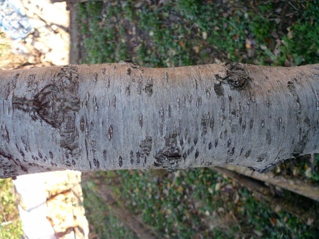 tree bark  package textures Tekstur CG .c4d .max .obj .3ds .fbx .stl .blend 