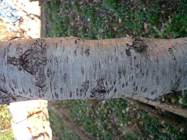 tree bark  package textures CG Textures .c4d .max .obj .3ds .fbx .stl .blend 