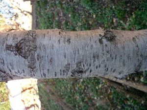 tree bark package textures CG Textures