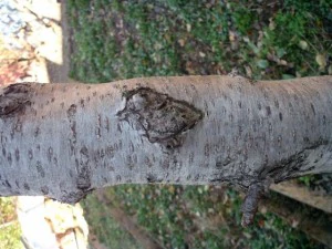 tree bark  package textures CG Textures