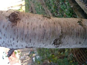 tree bark  package textures CG Textures