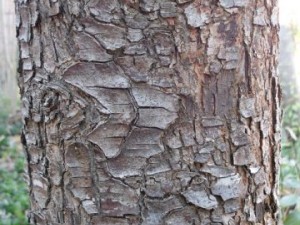 tree bark  package textures Tekstur CG