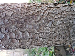 tree bark  package textures CG Textures