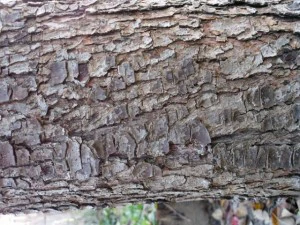tree bark  package textures CG Textures