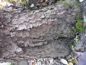 tree bark  package textures Tekstur CG