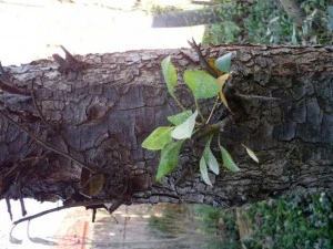 tree bark  package textures CG Textures