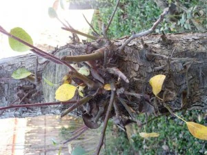 tree bark  package textures CG Textures