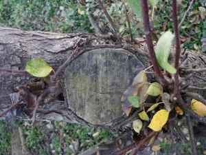 tree bark  package textures CG Textures