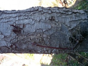 tree bark  package textures Tekstur CG