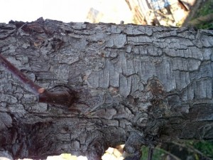 tree bark  package textures Tekstur CG