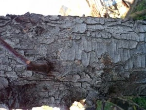 tree bark  package textures CG Textures