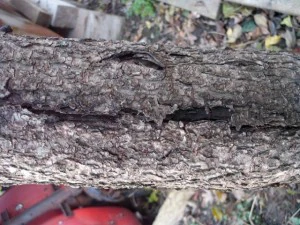 tree bark  package textures CG Textures