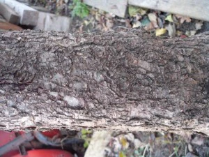 tree bark  package textures CG Textures