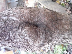 tree bark  package textures Tekstur CG