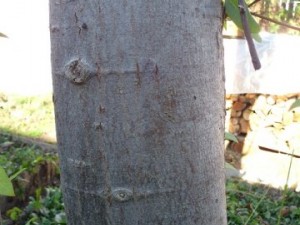 tree bark 02 package textures Tekstur CG