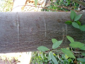 tree bark 02 package textures Tekstur CG