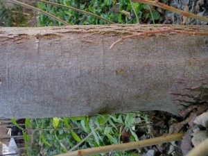 tree bark 02 package textures Tekstur CG