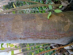 tree bark 02 package textures Tekstur CG