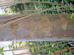 tree bark 02 package textures Tekstur CG