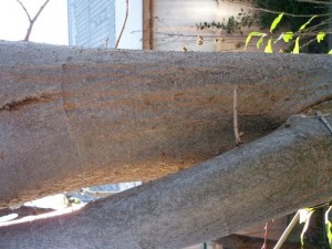 tree bark 02 package textures Tekstur CG