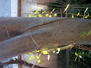 tree bark 02 package textures Tekstur CG