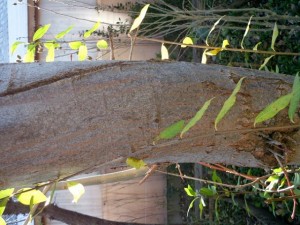 tree bark 02 package textures Tekstur CG