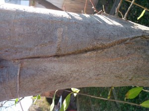 tree bark 02 package textures Tekstur CG