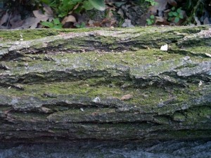 tree bark acacia  package with 8 textures Tekstur CG