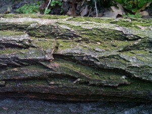tree bark acacia  package with 8 textures Tekstur CG