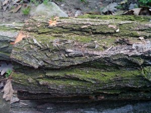 tree bark acacia  package with 8 textures Tekstur CG