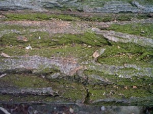 tree bark acacia  package with 8 textures Tekstur CG