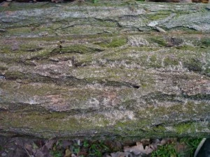 tree bark acacia  package with 8 textures CG Textures