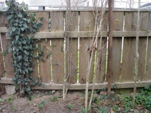 old wood fence  package with 18 textures CG टेक्स्चर्स