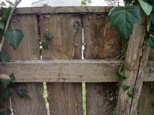 old wood fence  package with 18 textures CG Textures