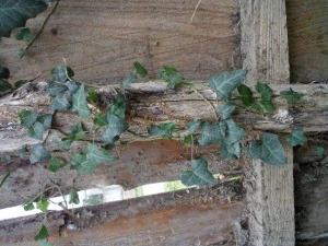 old wood fence  package with 18 textures CG Textures