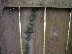 old wood fence  package with 18 textures CG टेक्स्चर्स