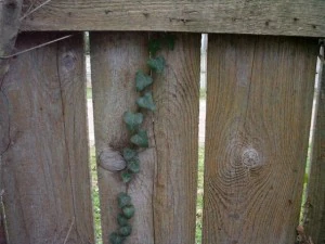 old wood fence  package with 18 textures CG Textures