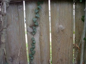 old wood fence  package with 18 textures CG Textures