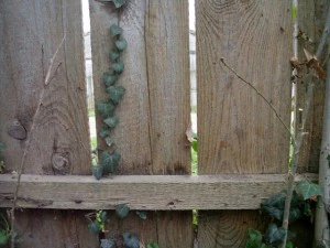 old wood fence  package with 18 textures CG Textures
