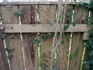 old wood fence  package with 18 textures CG Textures