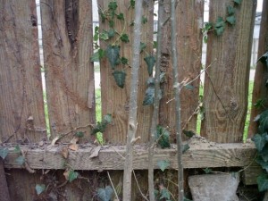 old wood fence  package with 18 textures CG टेक्स्चर्स