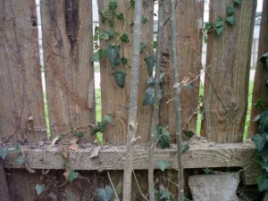 old wood fence  package with 18 textures CG Textures
