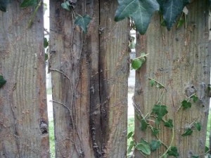 old wood fence  package with 18 textures CG Textures