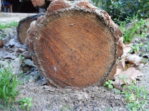 tree ends 02  package with 8 textures CG टेक्स्चर्स