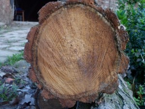 tree ends 02  package with 8 textures CG टेक्स्चर्स