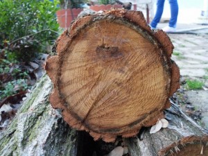 tree ends 02  package with 8 textures CG टेक्स्चर्स