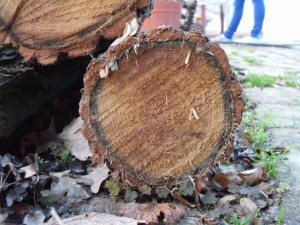 tree ends 02  package with 8 textures CG टेक्स्चर्स