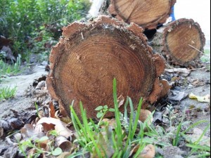 tree ends 02  package with 8 textures CG टेक्स्चर्स